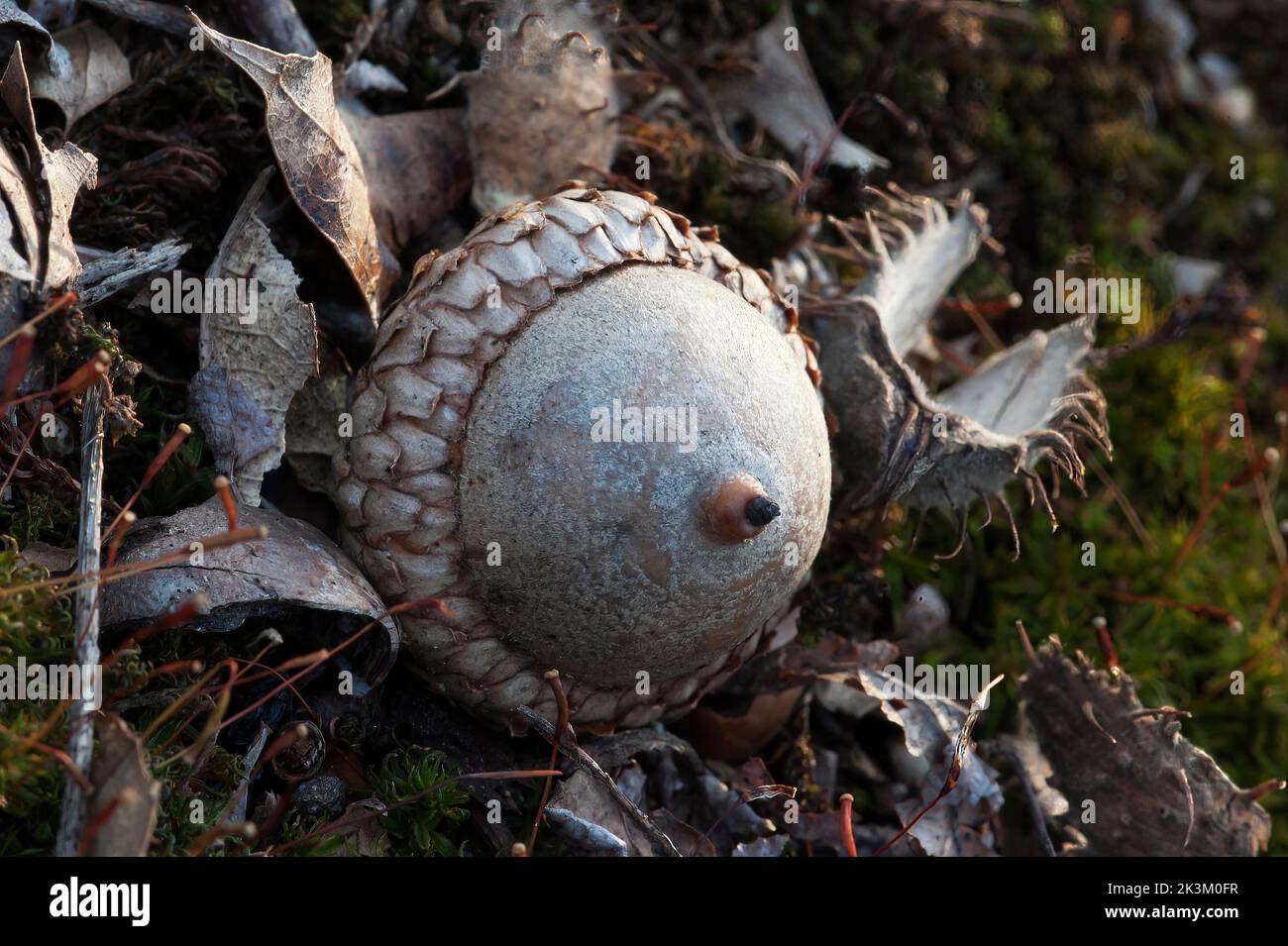 Acorn in woodland habitat Stock Photo - Alamy