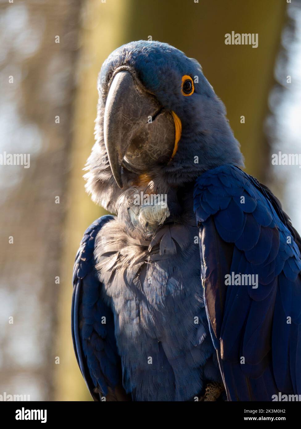 Hyacinth Macaw #214149 For Sale In Miami, FL - Foto 9