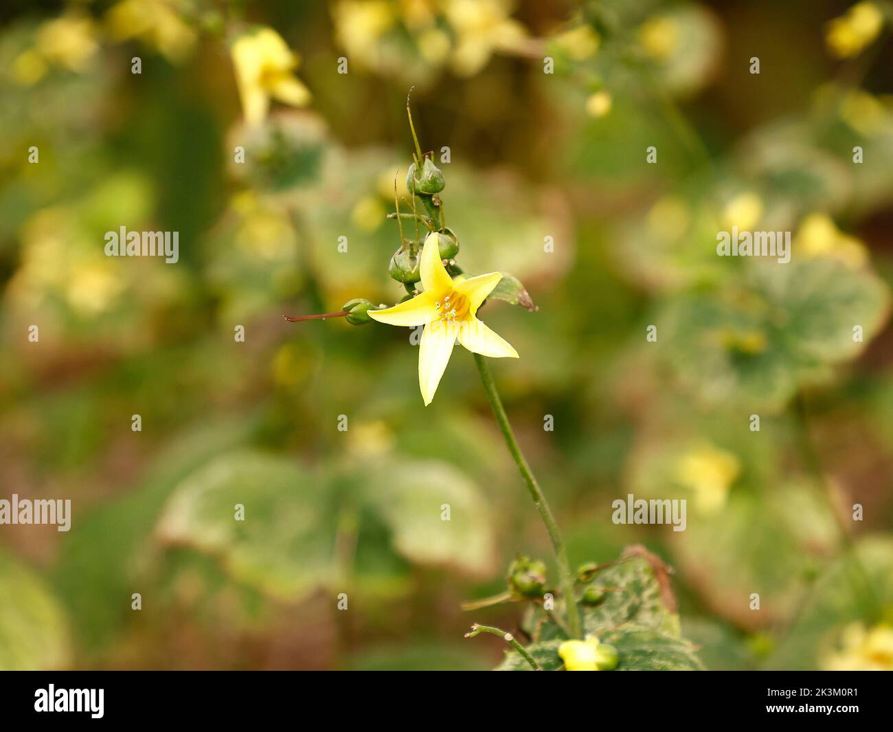 Close up of the tall growing and yellow flowering herbaceous perennial garden plant Kirengeshoma palmata which prefers acid and moist soil. Stock Photo
