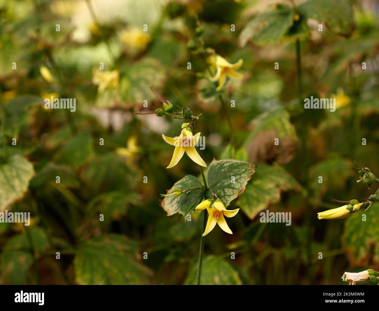 Close up of the tall growing and yellow flowering herbaceous perennial garden plant Kirengeshoma palmata which prefers acid and moist soil. Stock Photo
