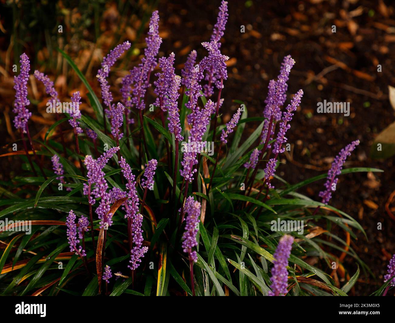 Close up of the tuberous herbaceous perennial evergreen flowering plant Liriope muscari or big blue lilyturf low growing with grass like leaves. Stock Photo