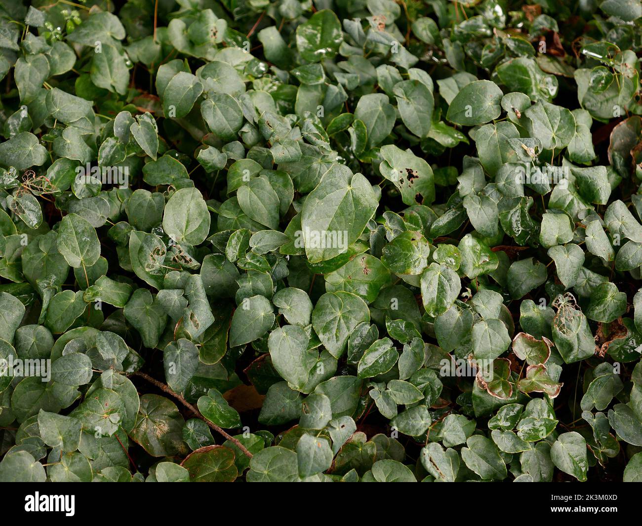 Close up of the evergreen ground covering plant Epimedium pinnatum ssp colchicum drought tolerant mat-forming rhizomatous perennial with oval leaves. Stock Photo