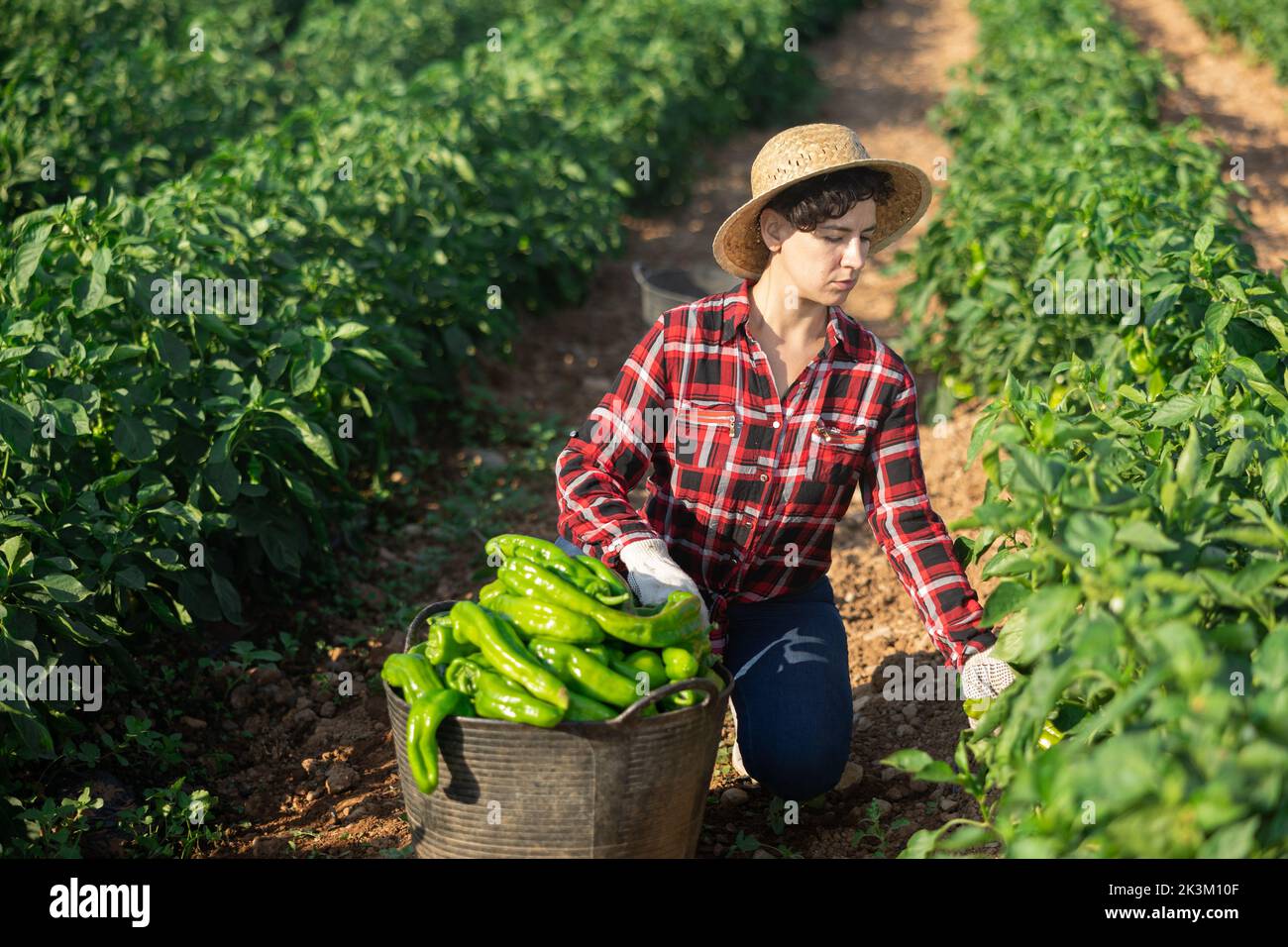 Female workers harvesting bell peppers on plantation Stock Photo - Alamy