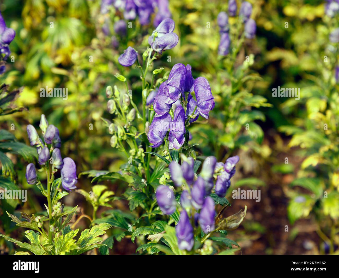 Close up of the deciduous herbaceous perennial garden plant Aconitum x cammarum Bicolor or Monkshood growing upright spikes of blue and white flowers. Stock Photo
