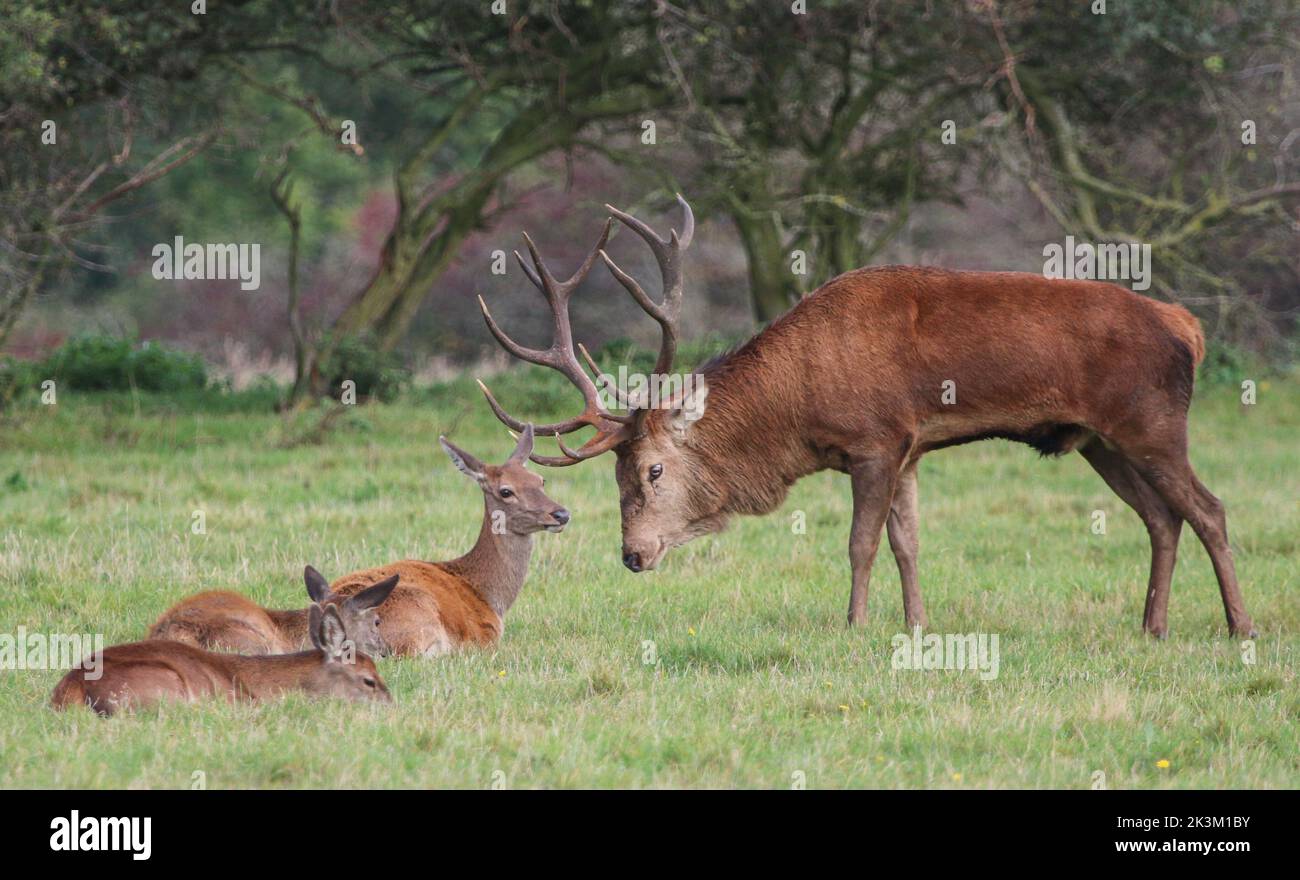Looking after the ladies. A huge Red Deer stag showing his gentler side during the rut . Suffolk, UK Stock Photo
