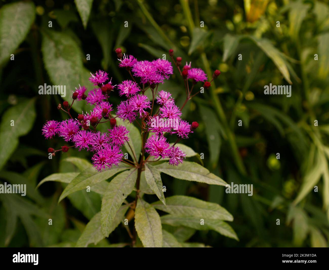 Close up of the 2m tall growing herbaceous perennial flowering garden plant pink-purple flowers of Vernonia arkansana or Arkansas ironweed. Stock Photo