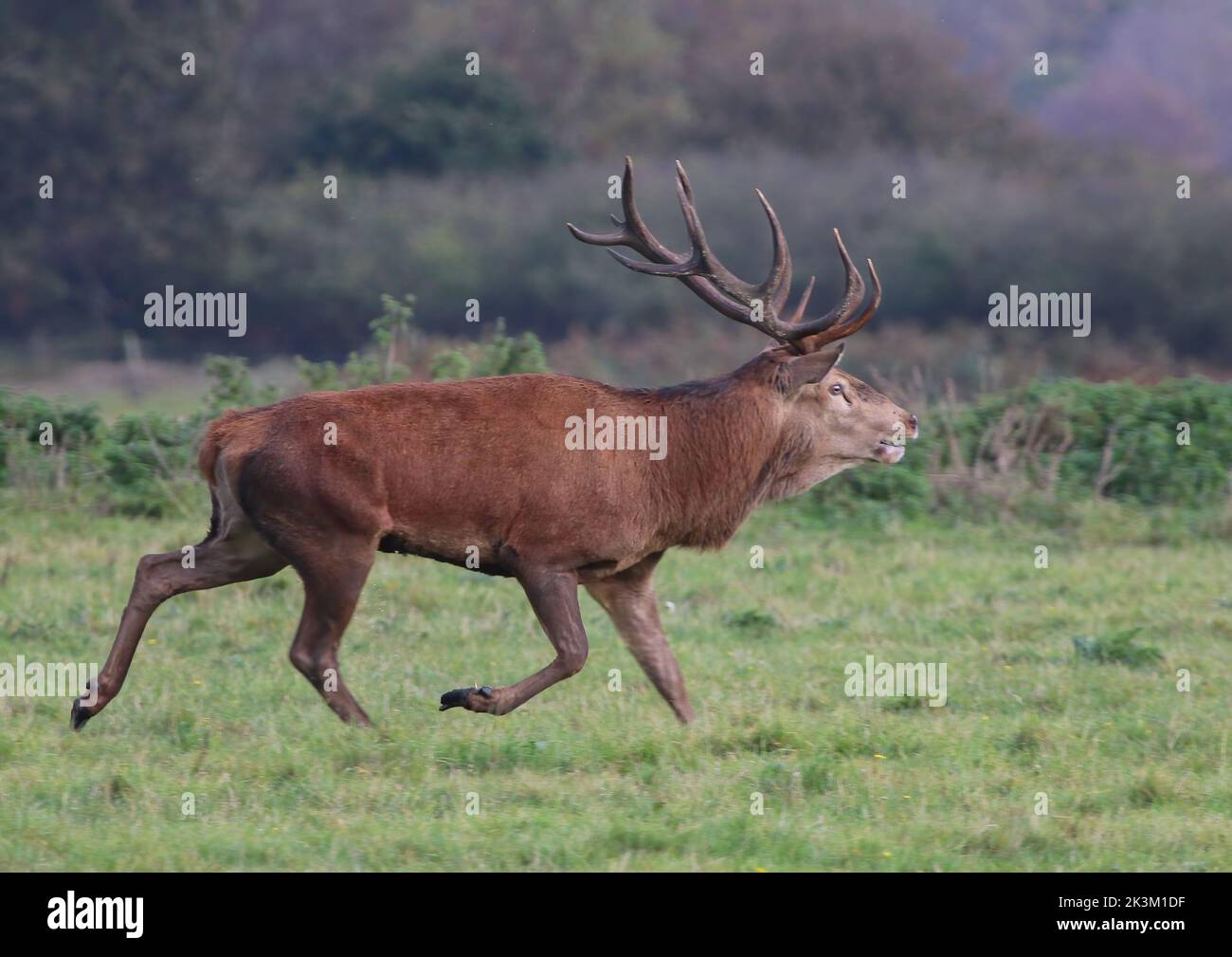 A majestic Red Deer Stag (Cervus elaphus) running looking for females and rival males  during the rutting season.Suffolk,  UK. Stock Photo