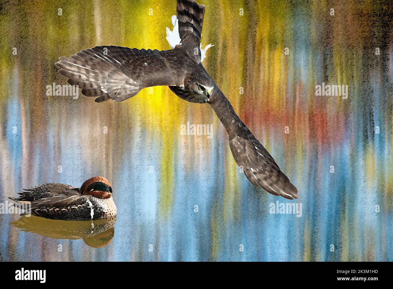 Sharp-shinned hawk and green-winged teal digital illustration Stock Photo