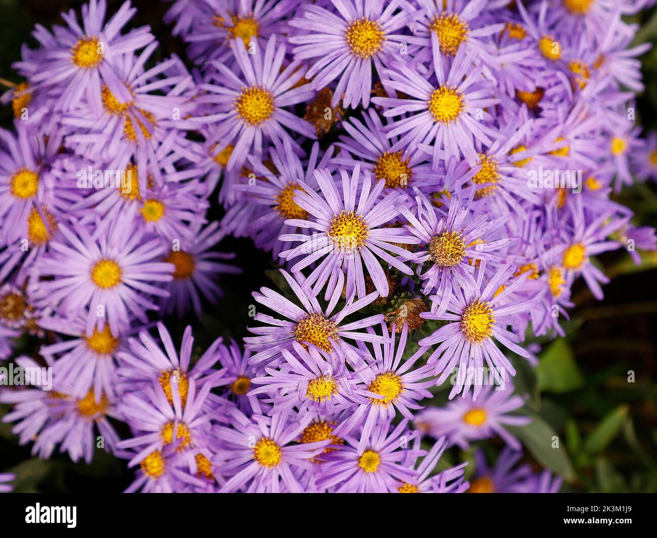Close up of the late summer and autumn flowering showy flowering garden plant Aster amellus King George seen in the garden in the UK in late summer. Stock Photo