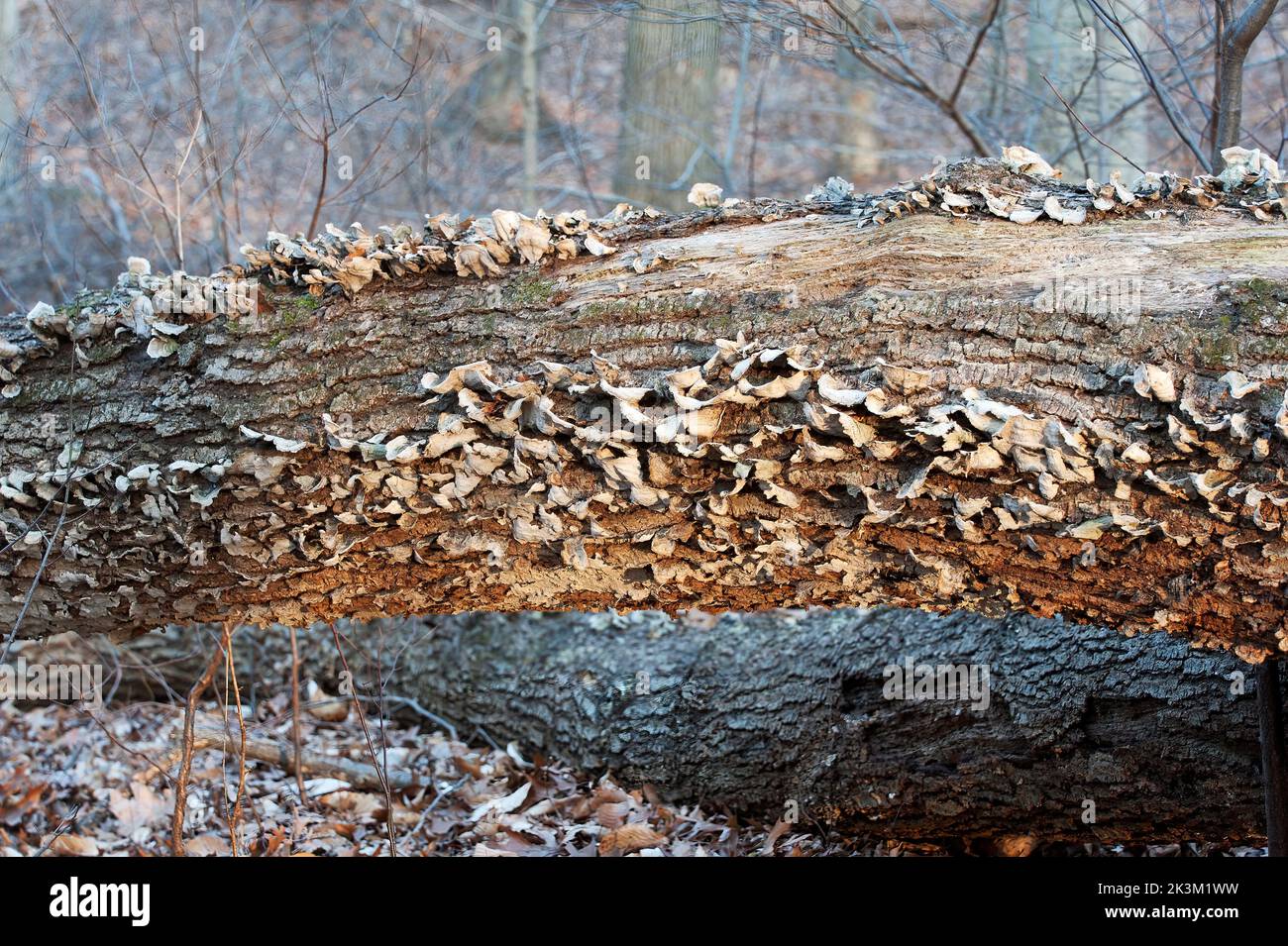 Decomposing log in woodland habitat with fungi Stock Photo