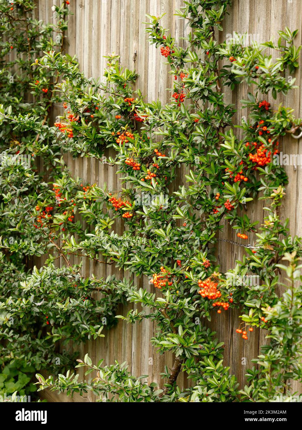 Close up of the evergreen vigorous garden shrub and climber Pyracatha or Fire Thorn seen trained against a fence with orange berries in the UK. Stock Photo
