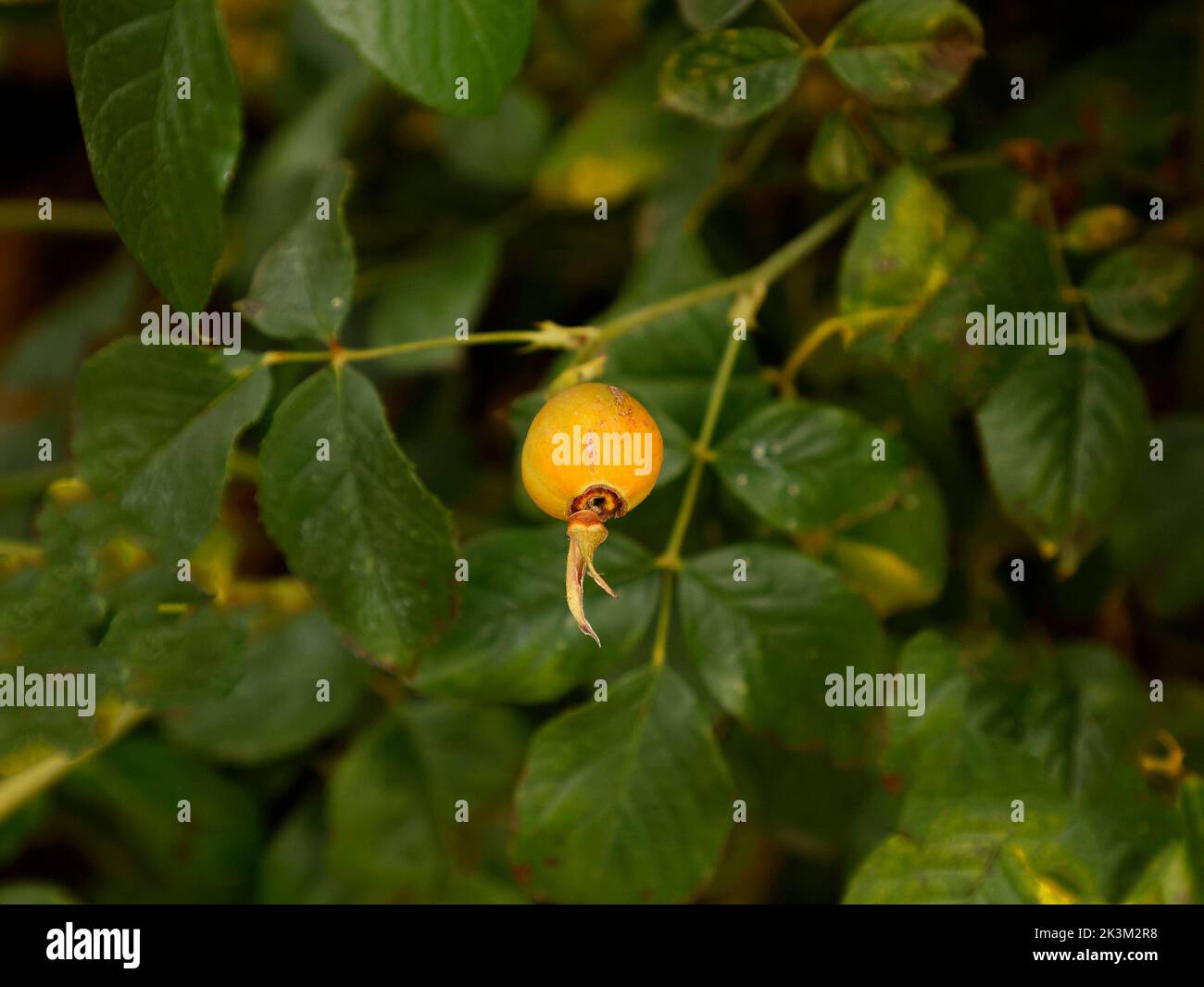 Close up of the repeat flowering English climbing rose The Generous ...