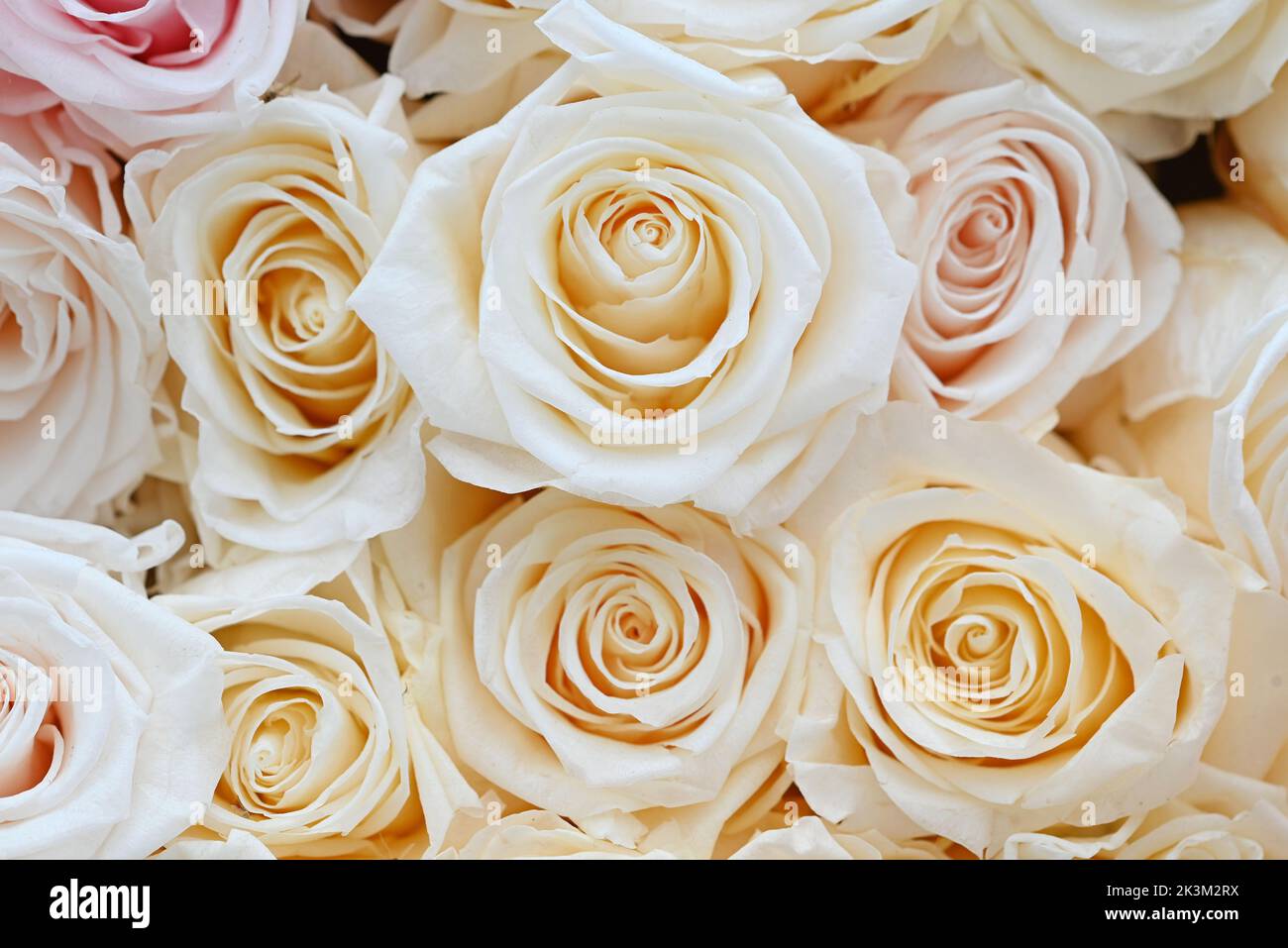 Pink and white roses in patterns as background Stock Photo - Alamy