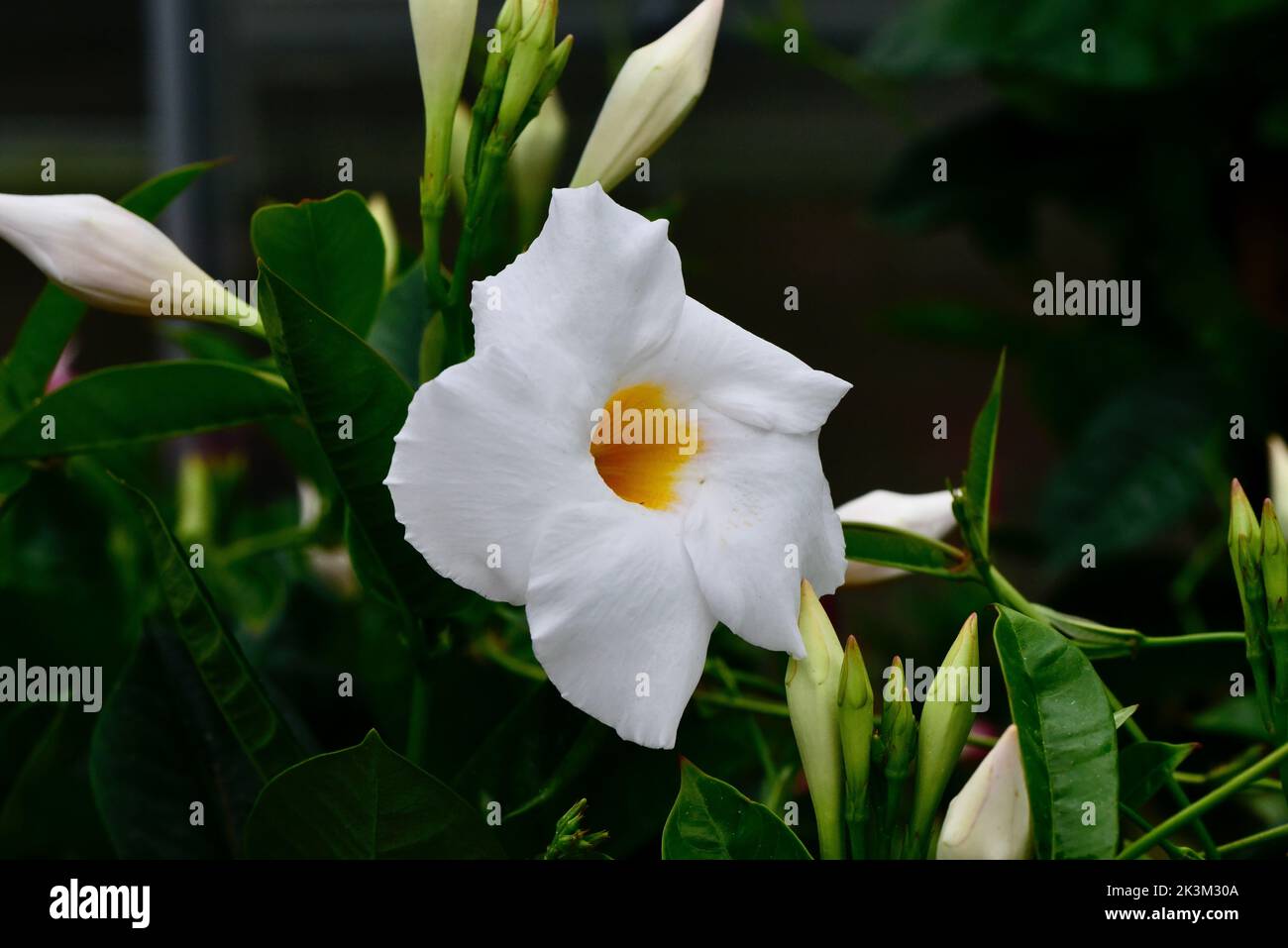 A closeup of white Brazilian jasmine flower in the garden Stock Photo
