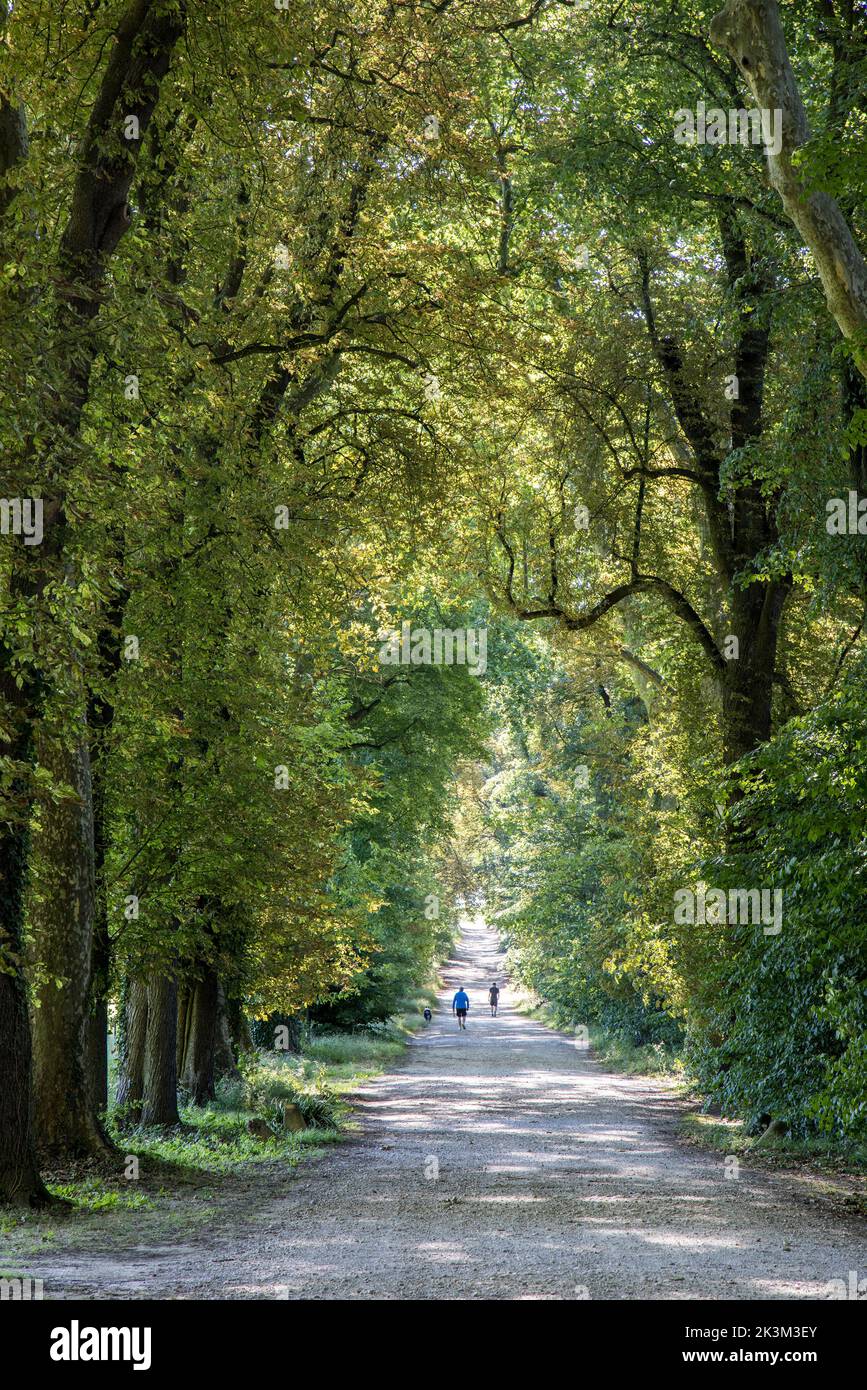 Avenue of trees, Chateau de Flecheres, France Stock Photo