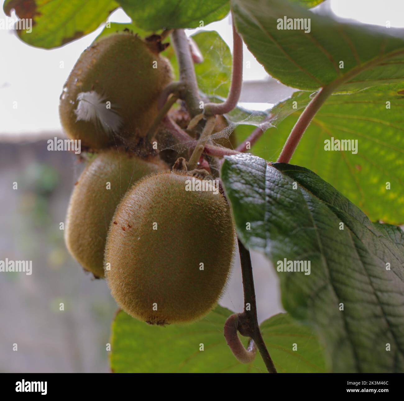 kiwis in my kiwi tree in my garden Stock Photo - Alamy
