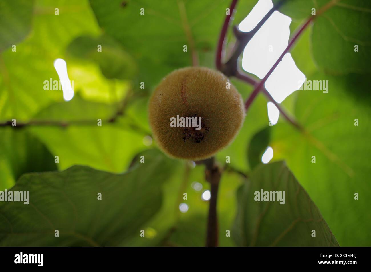 Many sweet ripe kiwi hi-res stock photography and images - Alamy