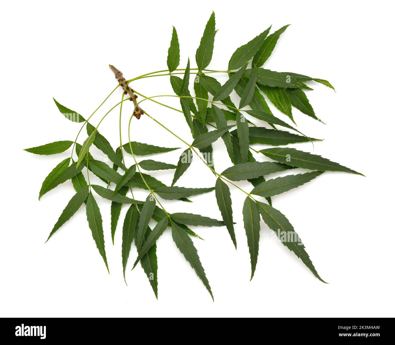 Fraxinus angustifolia, the narrow-leaved ash. Isolated on white. Stock Photo