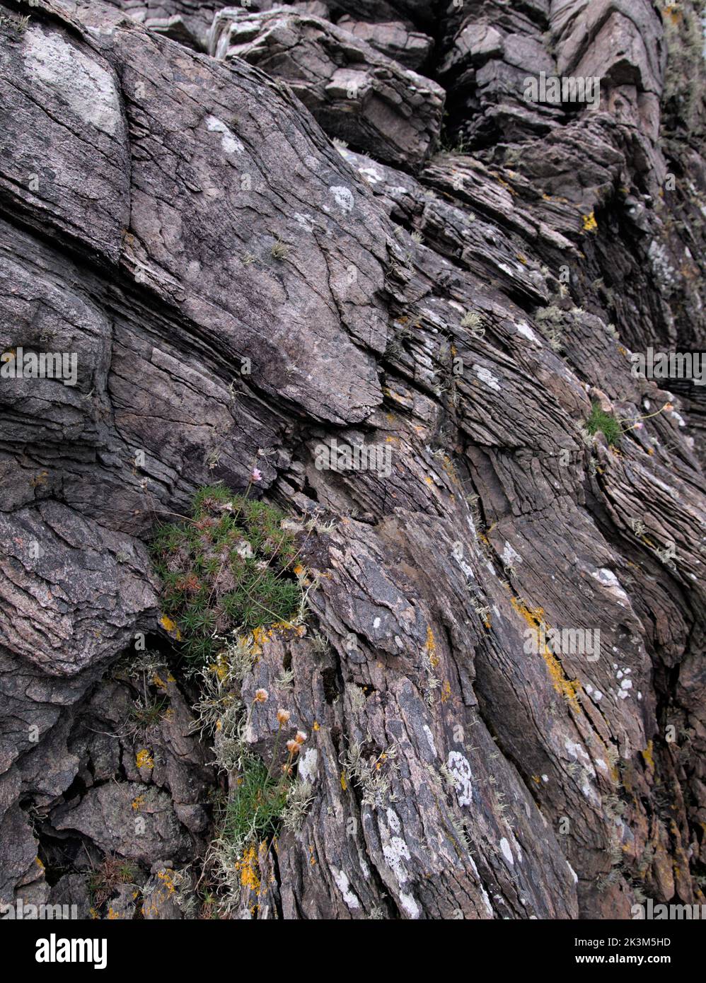 Small Folded Rocks Folded rocks and sea thrift plants at the Point of Sleat, Sleat, Isle ...