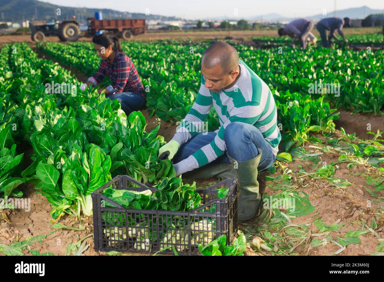 Latino male farmer picking chard on field Stock Photo