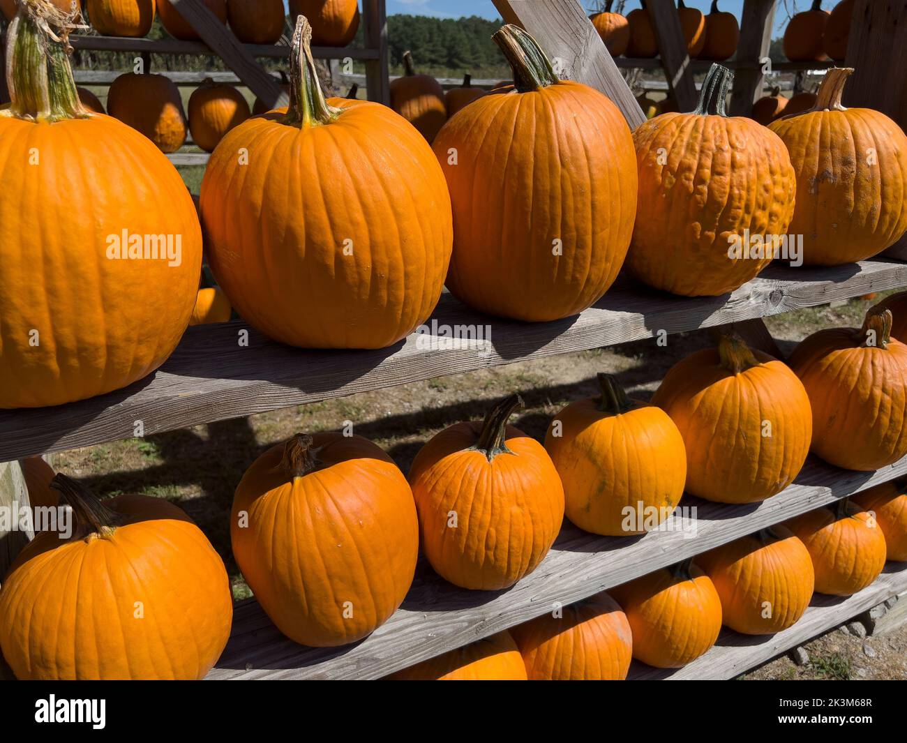 09/25/2022 Bunn, North Carolina Pumpkins on display at the Vollmer Farm