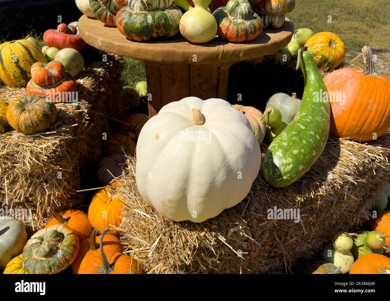 09/25/2022 Bunn, North Carolina Snowball Pumpkin, White Pumpkin on