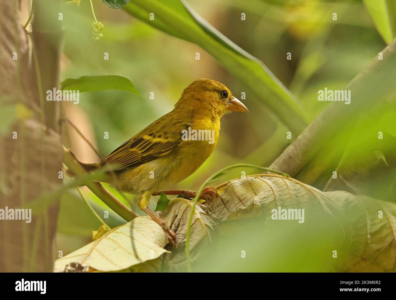 Principe Golden Weaver (Ploceus princeps) adult male perched on leaf