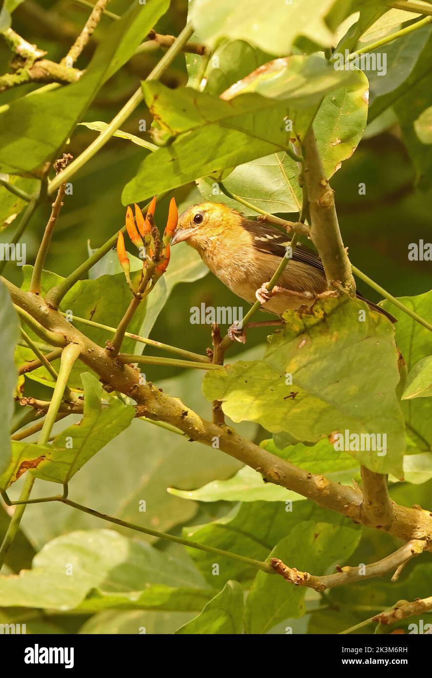 Sao Tome Weaver (Ploceus sanctithomae) adult foraging in tree Sao Tome