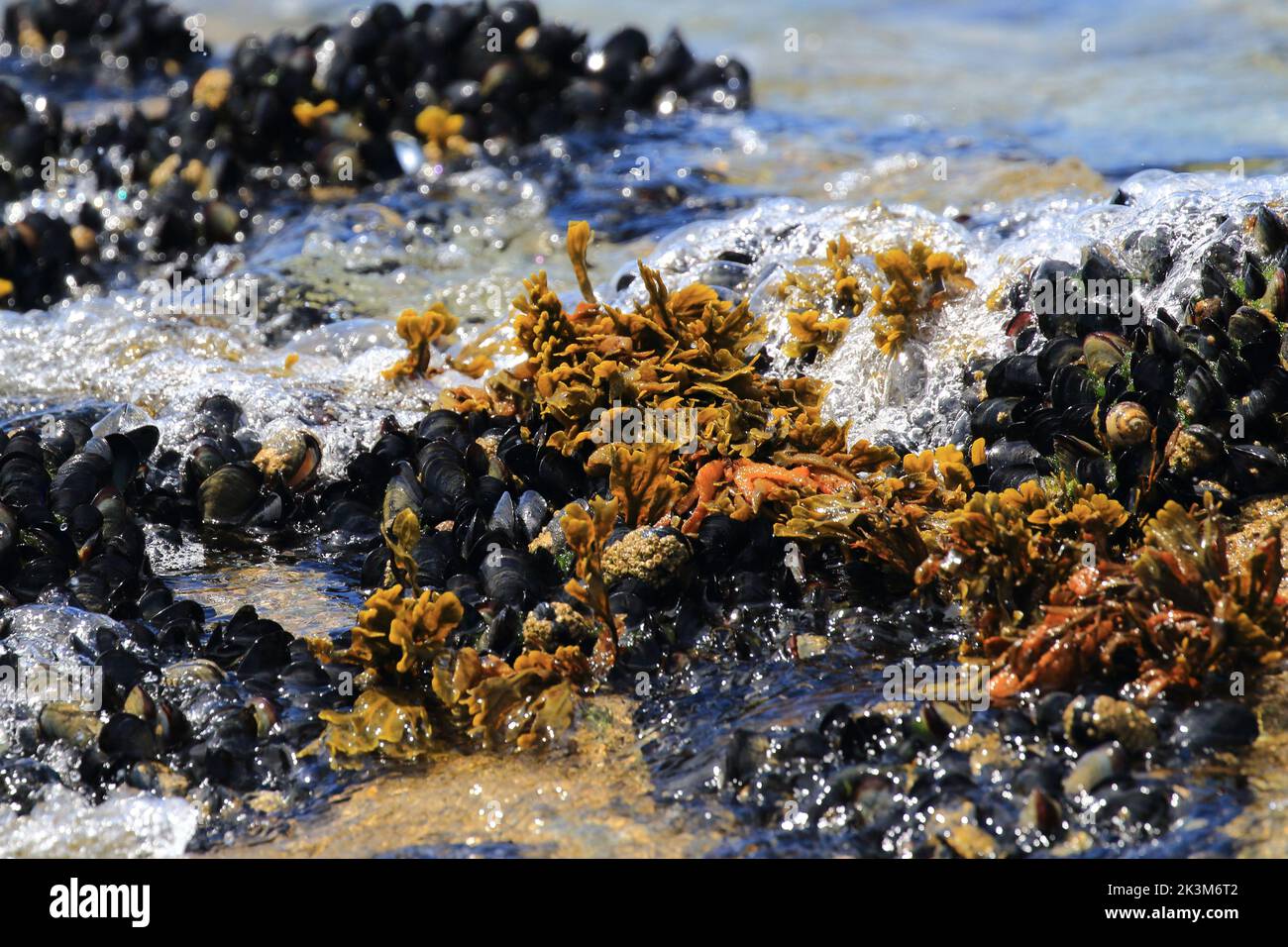 Rocks with blue or common mussel, a mediumsized edible marine bivalve