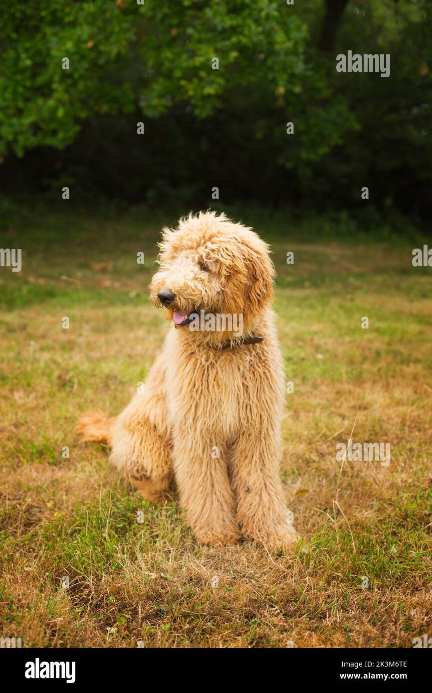Goldendoodle dog Stock Photo