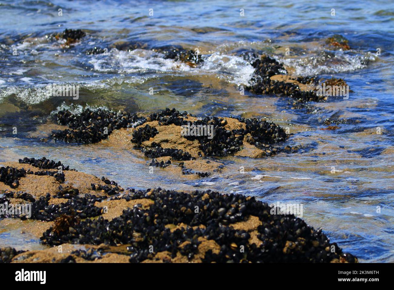 Rocks with blue or common mussel, a mediumsized edible marine bivalve mollusc in the family