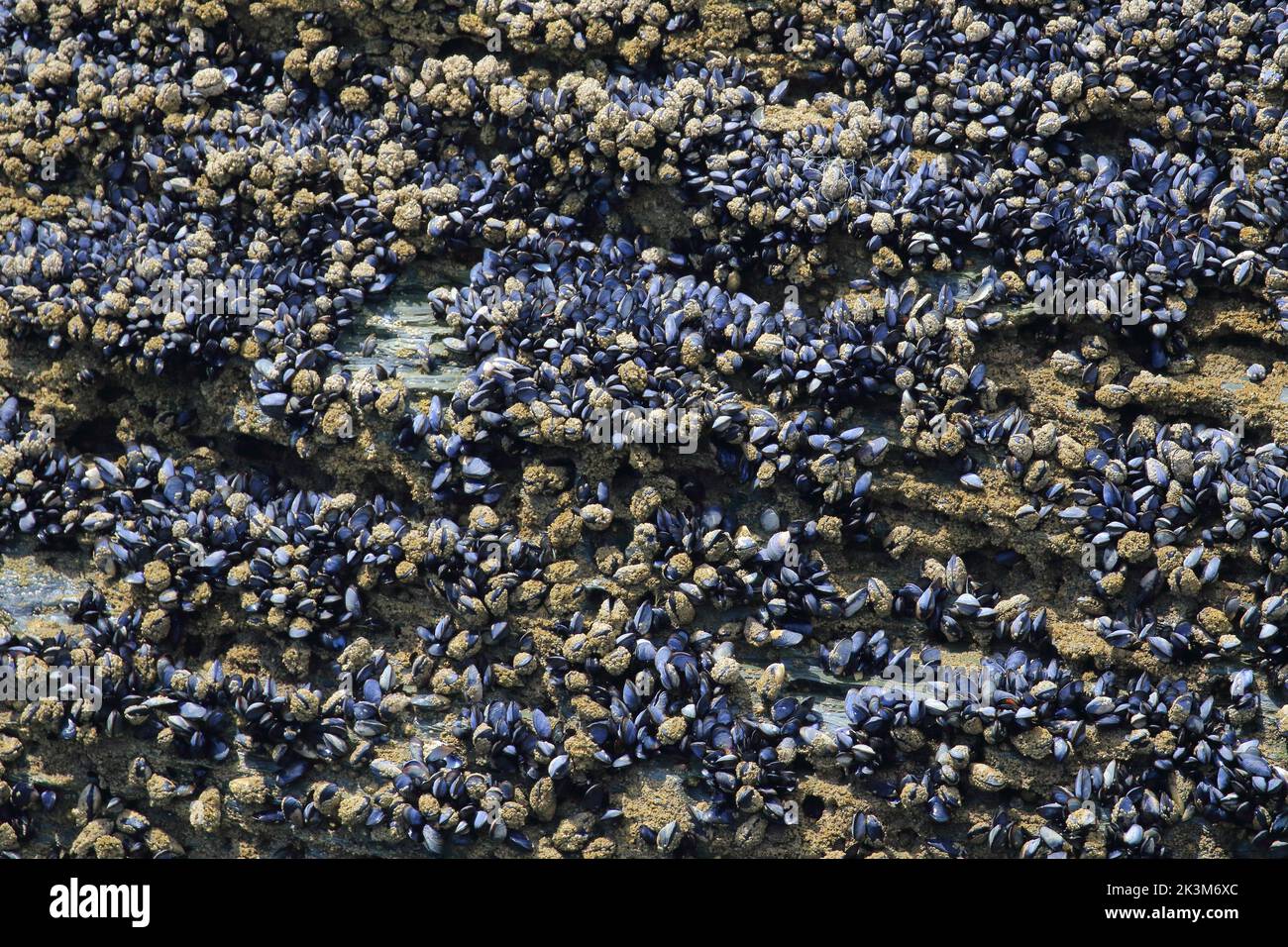 Rocks with blue or common mussel, a mediumsized edible marine bivalve