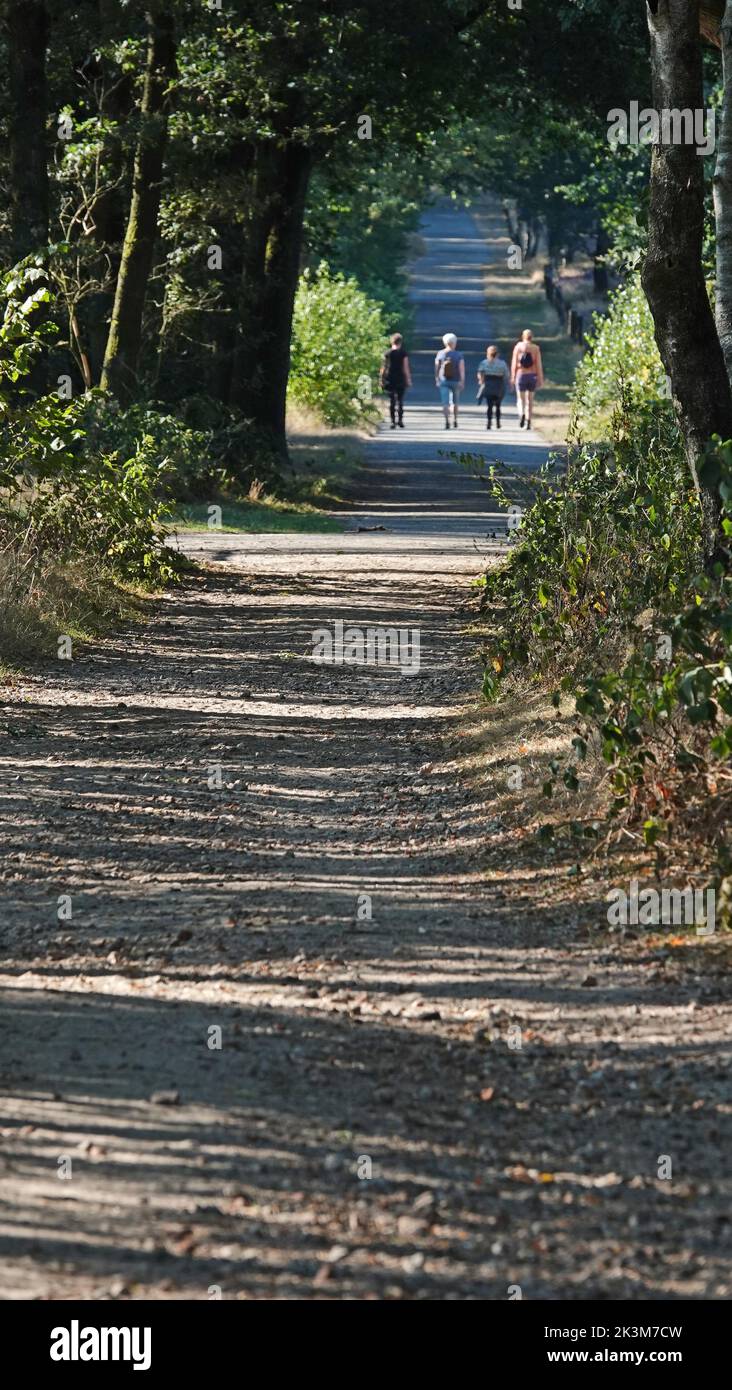 People strolling on a dirt road in forest-area. The road slopes through the beautiful landscape. Location: Springendal, the Netherlands Stock Photo