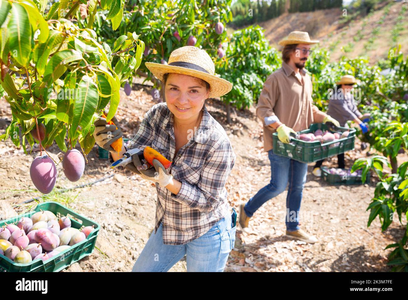 Female gardener checking ripeness of mangoes during harvest Stock Photo
