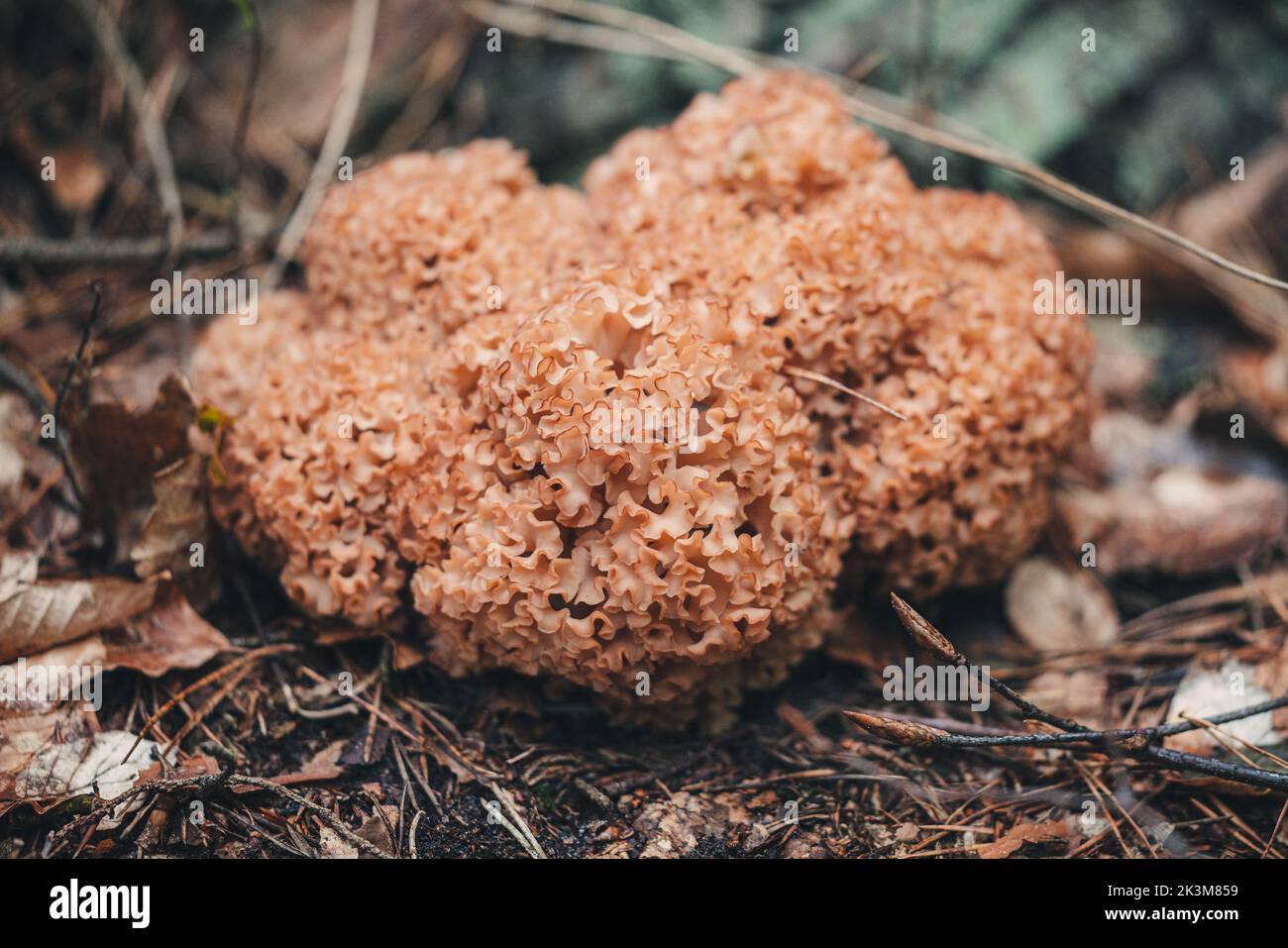 Raw cauliflower mushroom found in the forest Stock Photo - Alamy