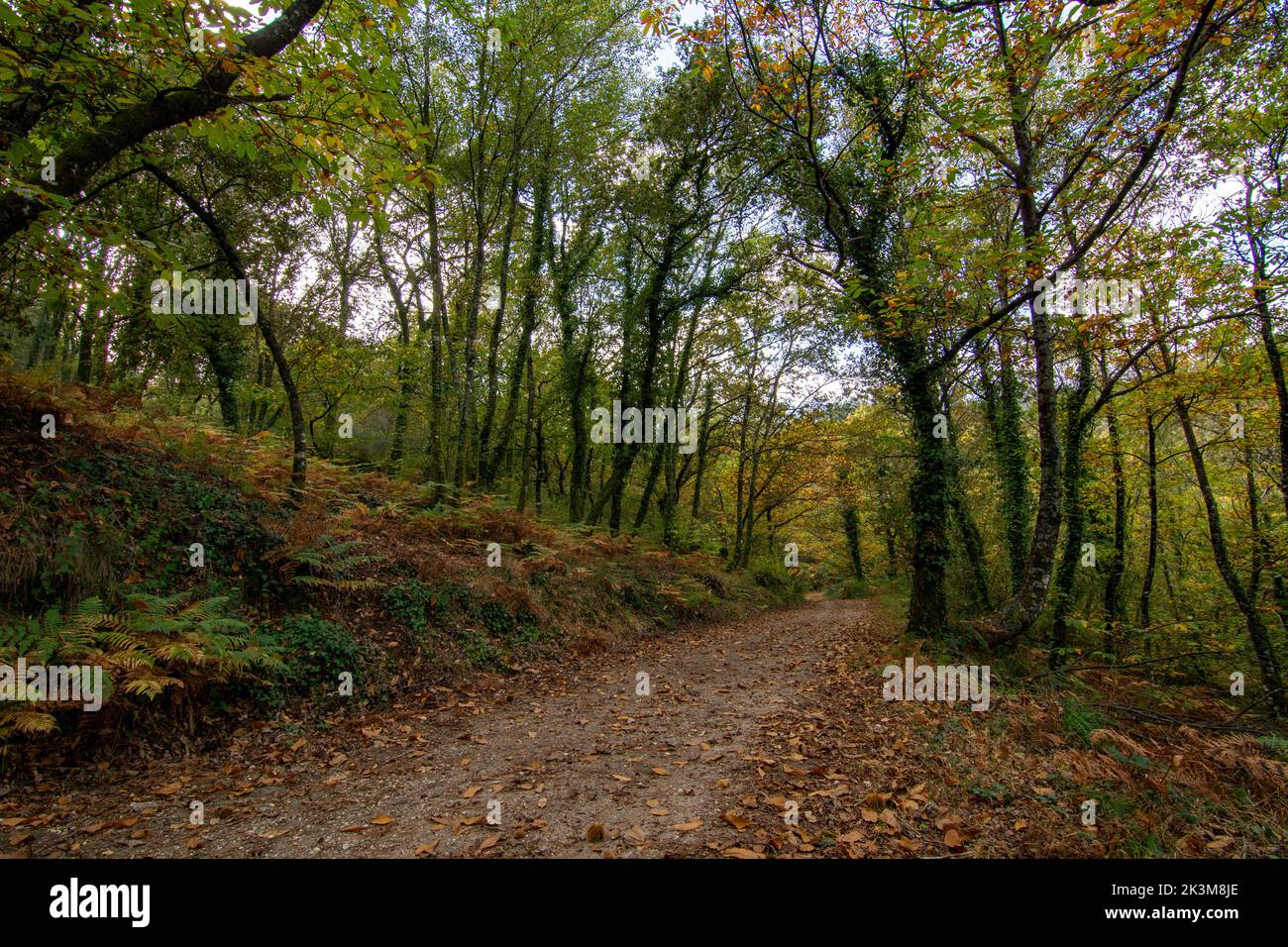 path of a beech forest with autumn foliage in a chestnut forest Stock Photo