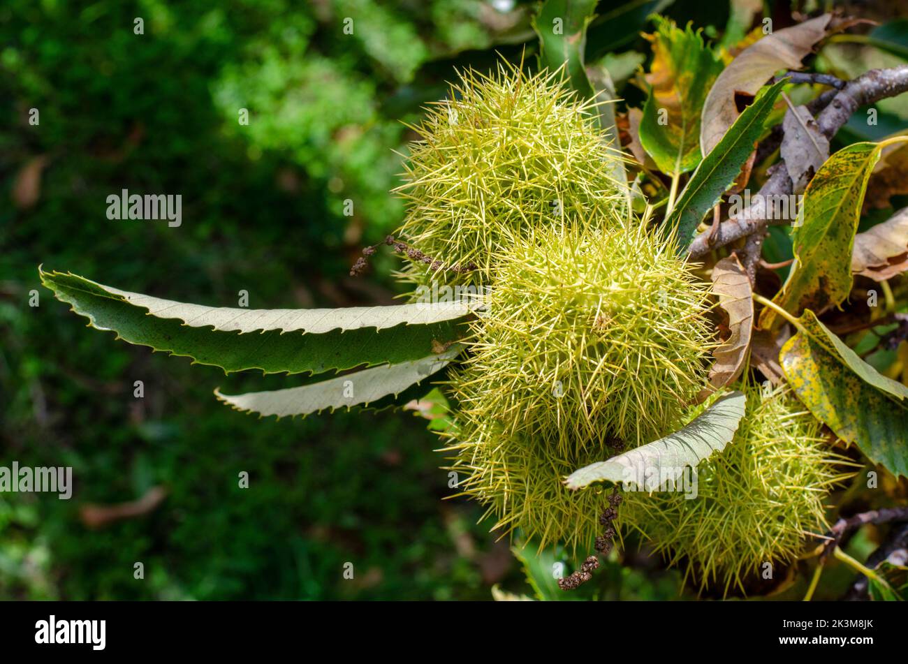 chestnut branch with green hedgehogs Stock Photo