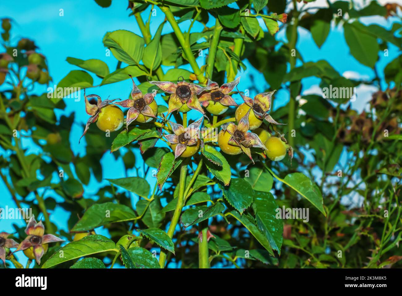 Unripe green rose hip hi-res stock photography and images - Alamy