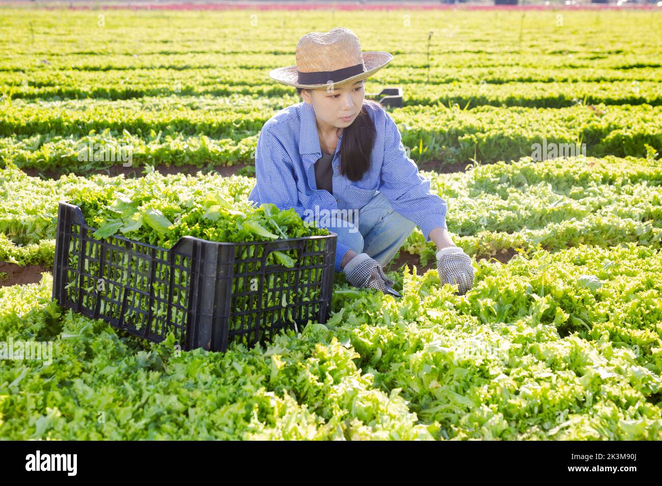 Positive asian girl farmer gathering fresh lettuce Stock Photo Alamy