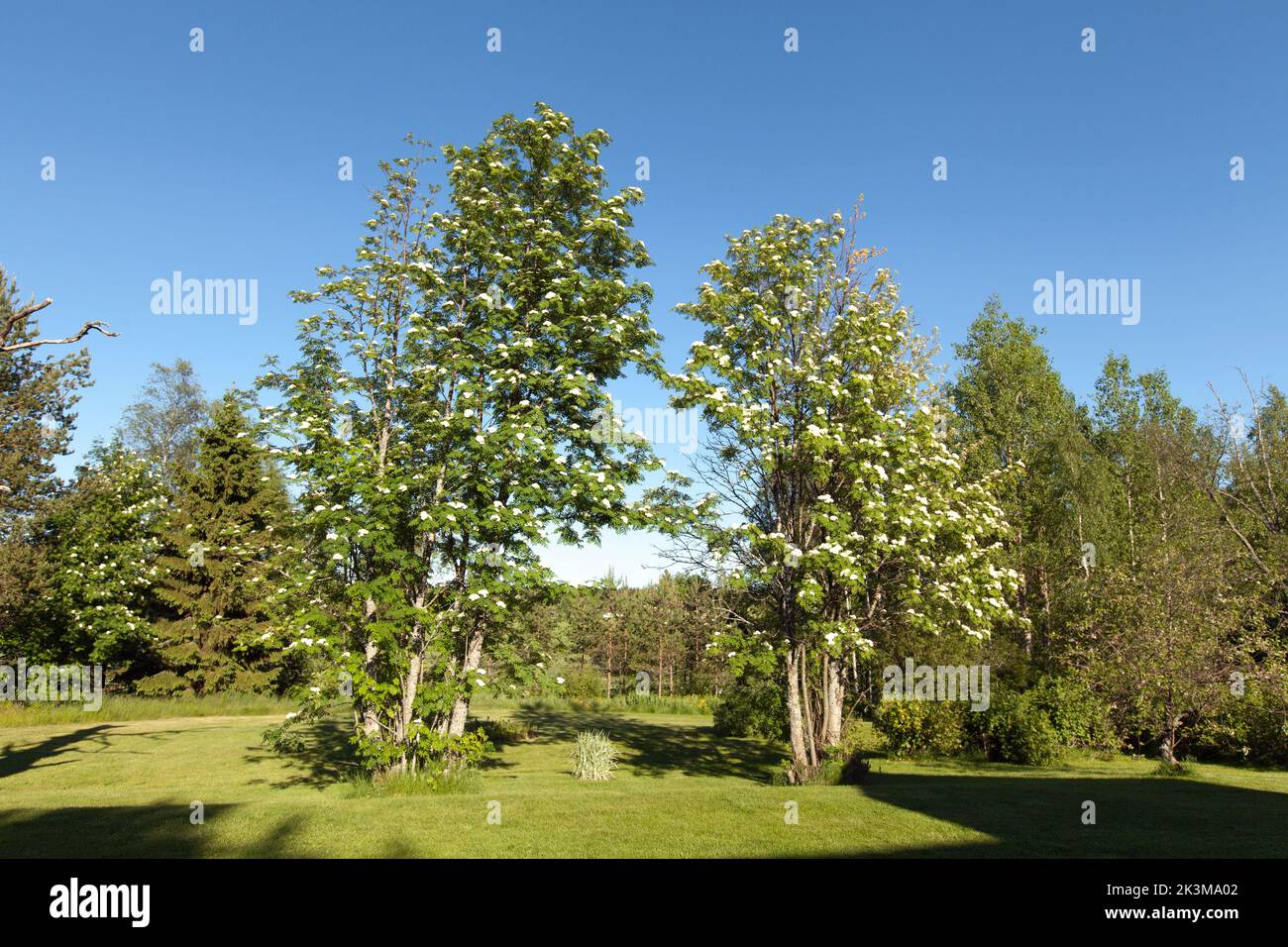 Lush park filled vibrant trees hi-res stock photography and images - Alamy