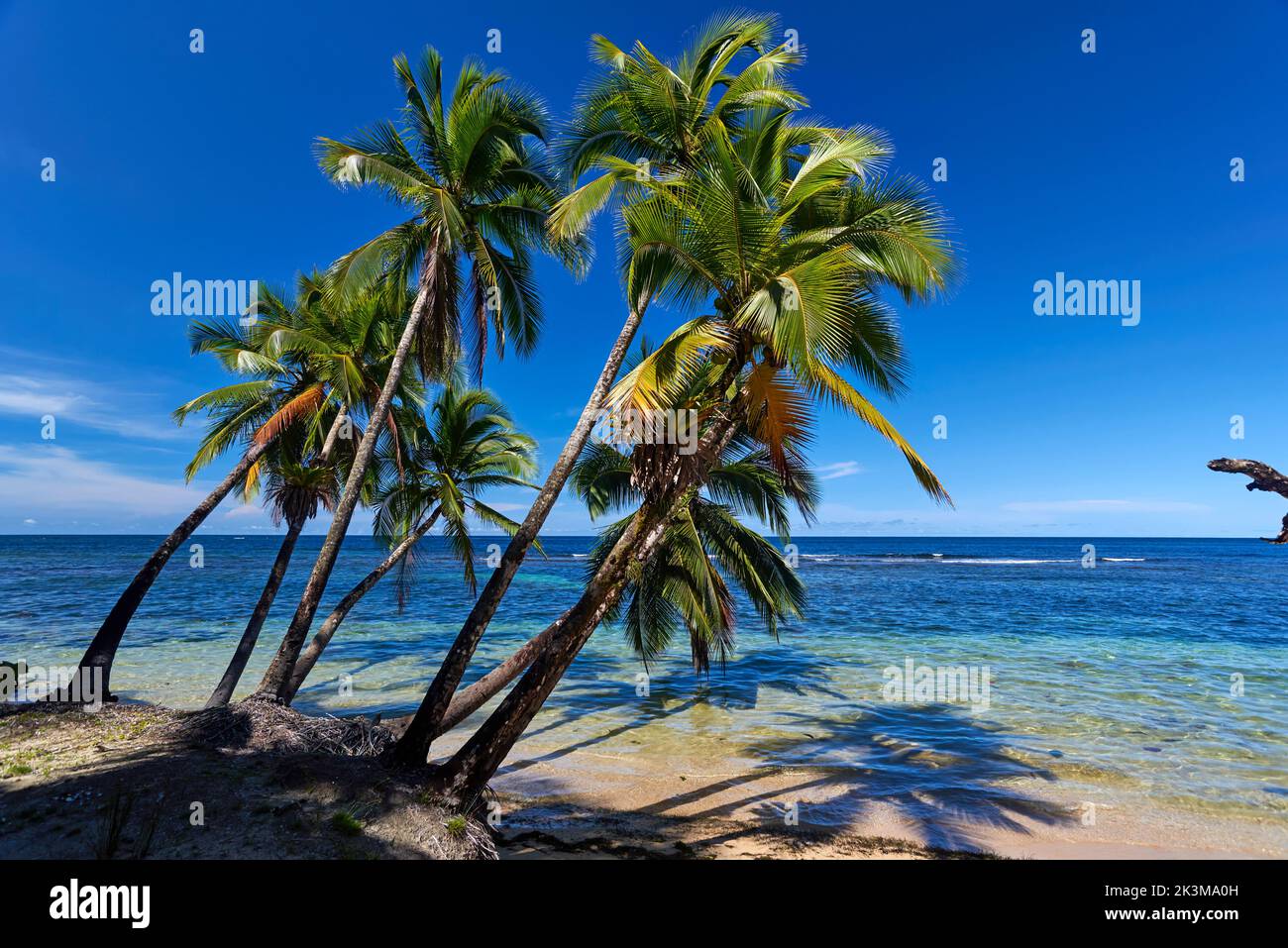 Coconut palm trees on isla Bastimentos, Panama Stock Photo