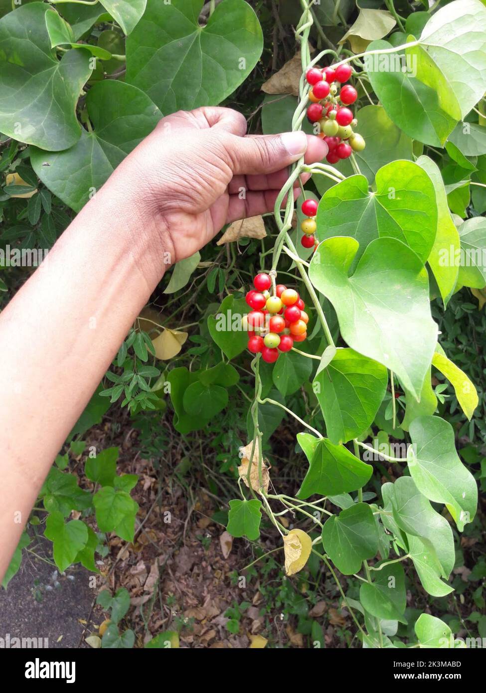 Giloy (English: Tinospora cardifolia) has a multivariate vine. Its leaves are like betel leaves. It is known by many names in Ayurveda, such as Amrita Stock Photo