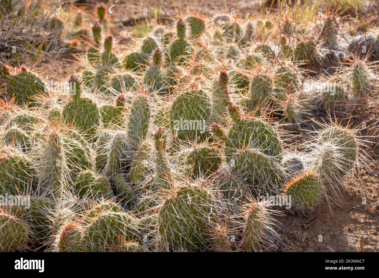 A cluster of small prickly pear cacti on the ground in the high deserts near Moffat in Colorado USA Stock Photo