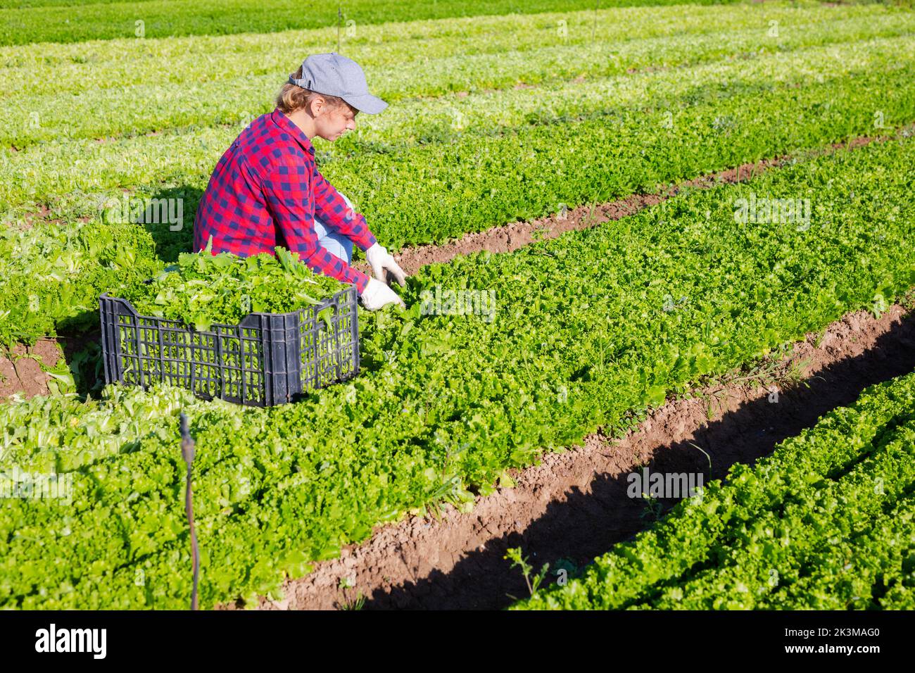 Female farm worker picking harvest of organic green lettuce to crate Stock Photo