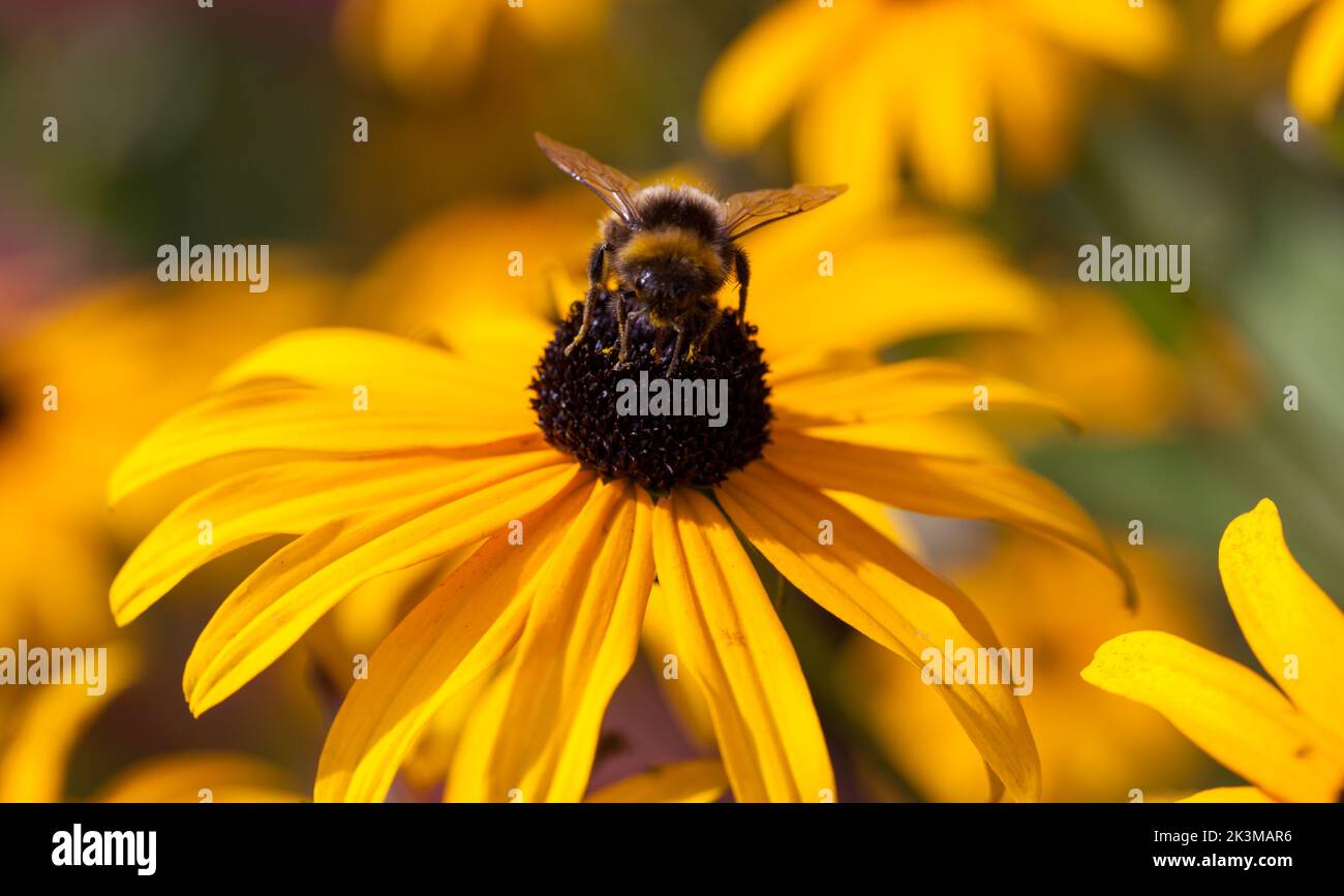 Summer Living - A Bee visiting Black-eyed Susan flowering plants ( Rudbeckia ). Stock Photo