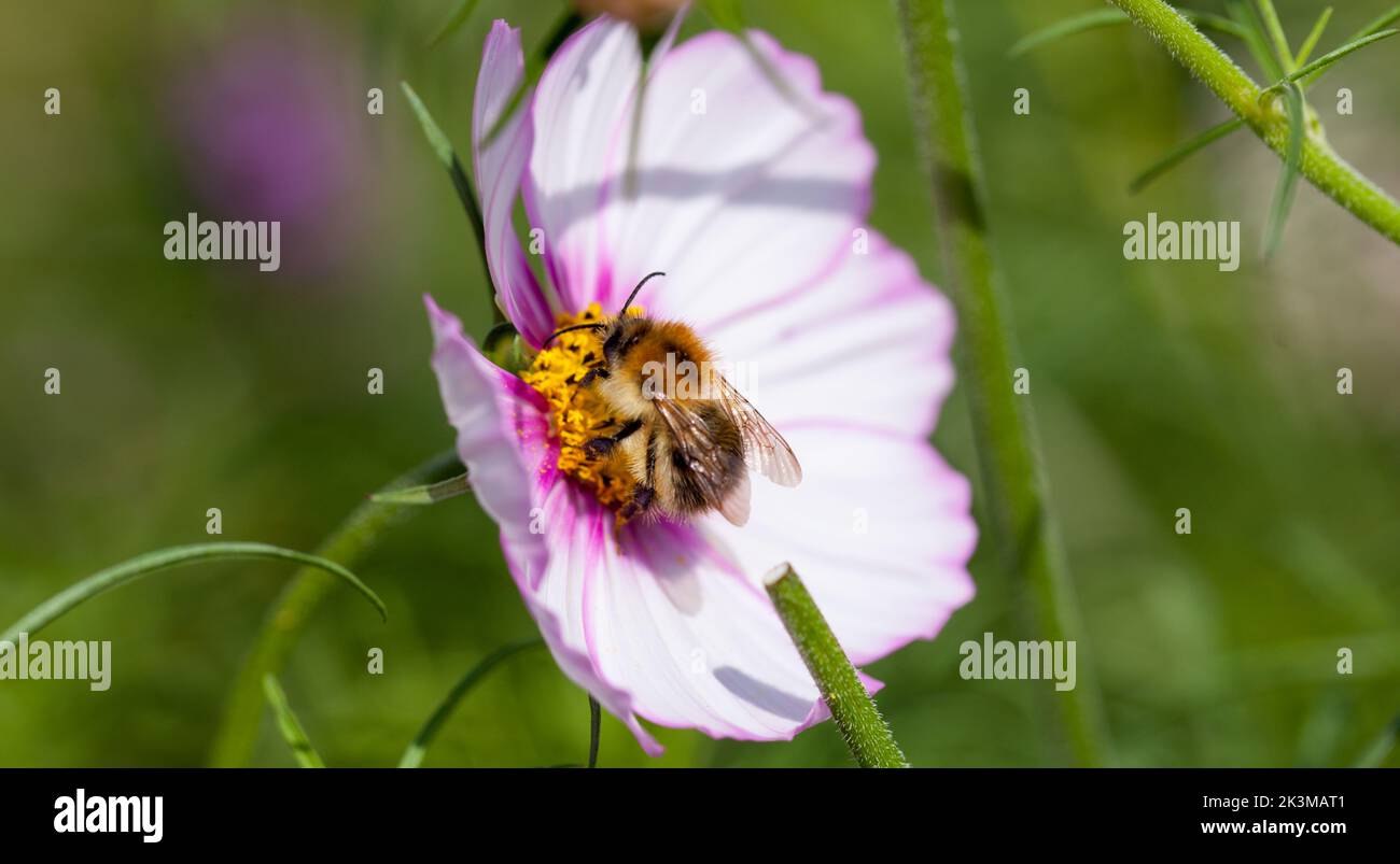Deep into Nature - Bee nectaring on a bi-coloured Cosmos Flowering plant Stock Photo