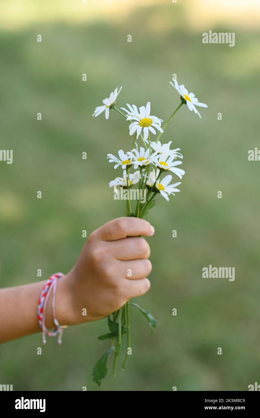 Cropped unrecognizable cute girl holding fresh daisies on blurred background of bushes in countryside Stock Photo
