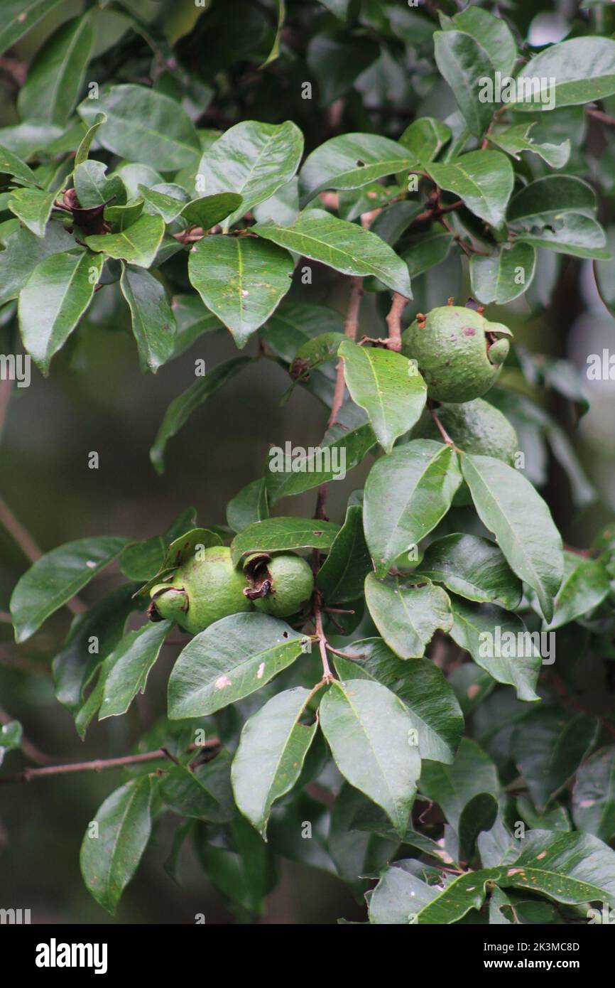 Tropical fruits of cas tree (Psidium friedrichsthalianum) Stock Photo