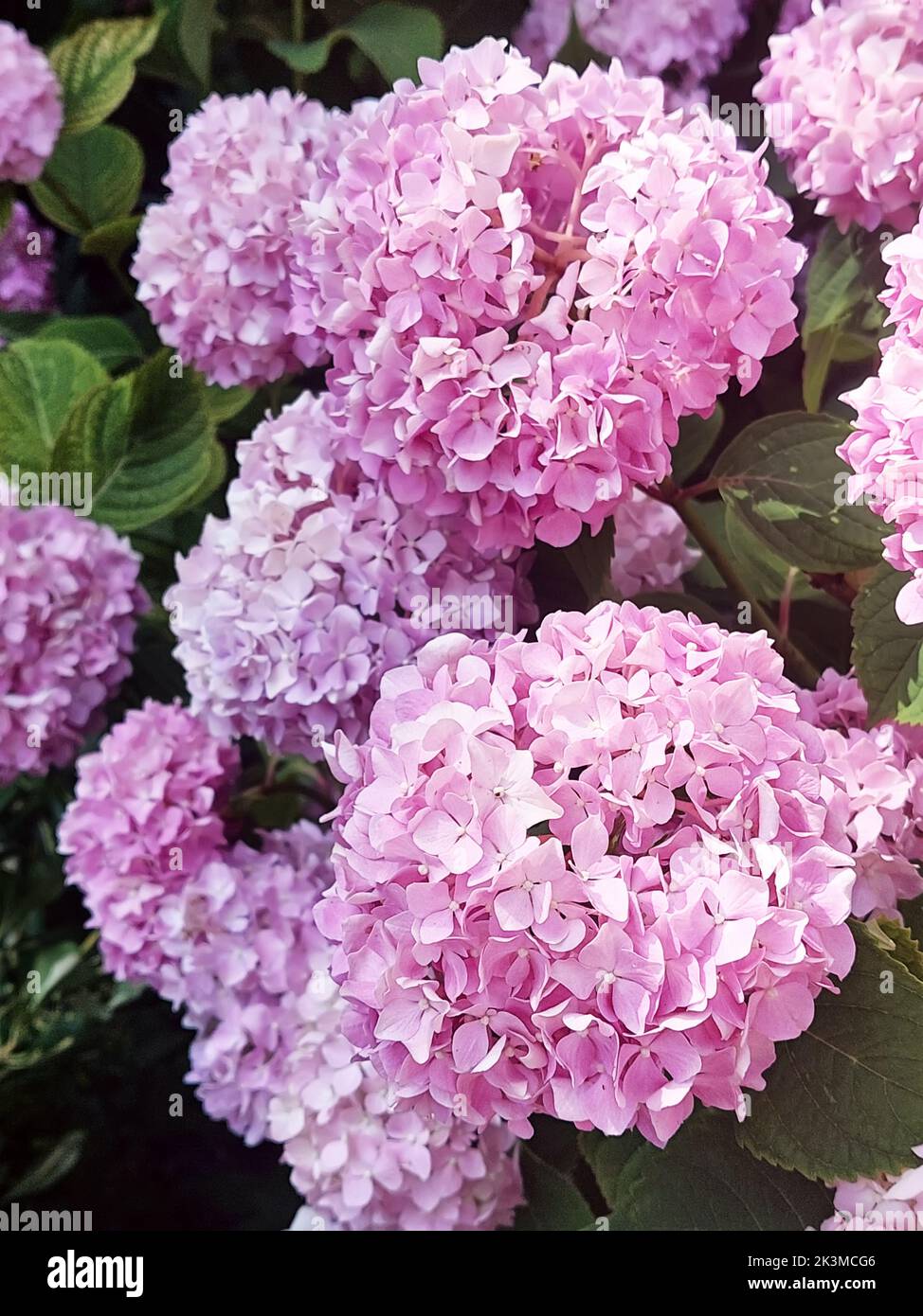 Hydrangea pink flowers Stock Photo - Alamy