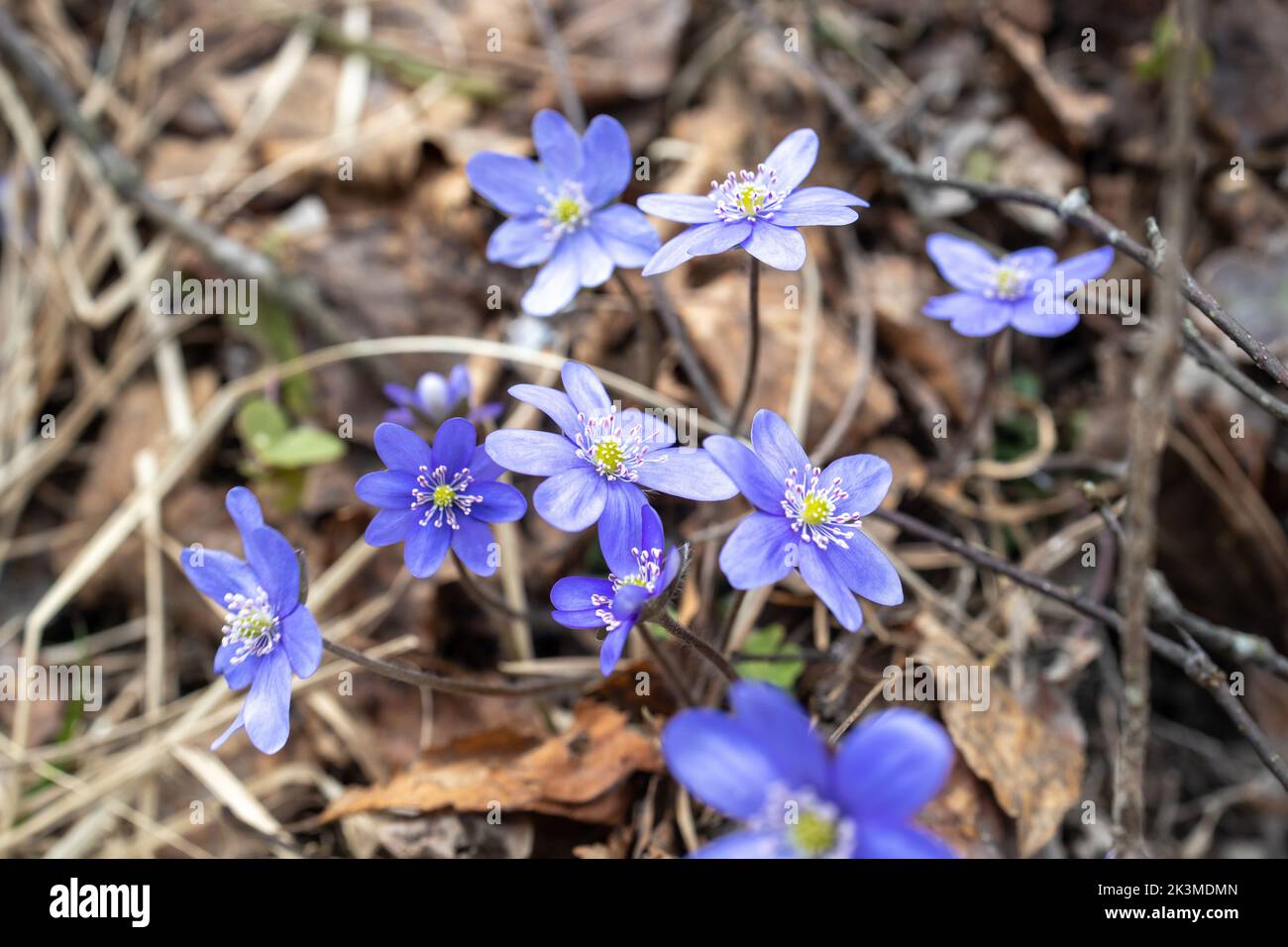 Hepatica is a genus of herbaceous perennials in the buttercup family, Stock Photo